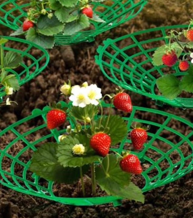 Подставка под клубнику, Стандартпарк